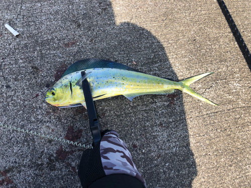 シイラの釣果