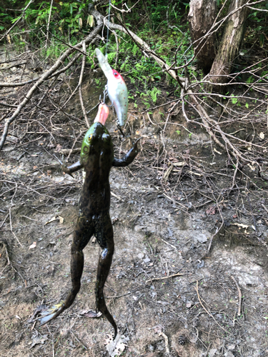 ブラックバスの釣果