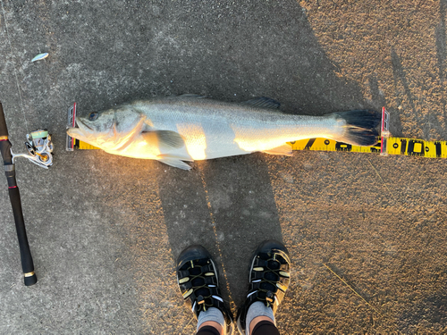 シーバスの釣果