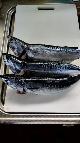 ソウダガツオの釣果