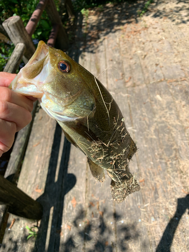 ラージマウスバスの釣果