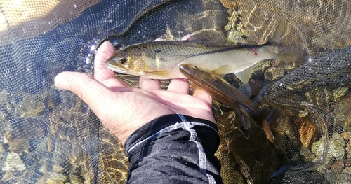 アユの釣果