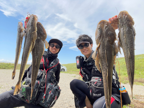 マゴチの釣果