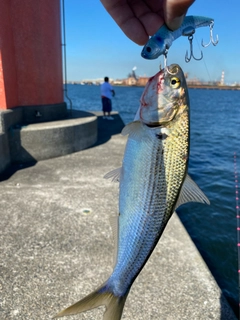 コノシロの釣果