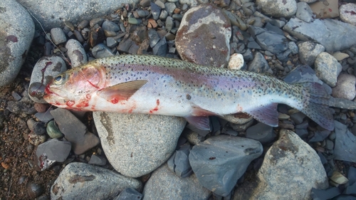 ニジマスの釣果