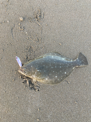 ヒラメの釣果