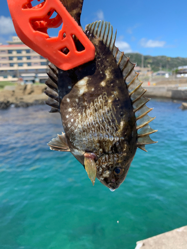 アイゴの釣果