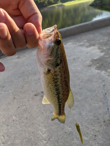 ブラックバスの釣果