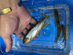 カワムツの釣果