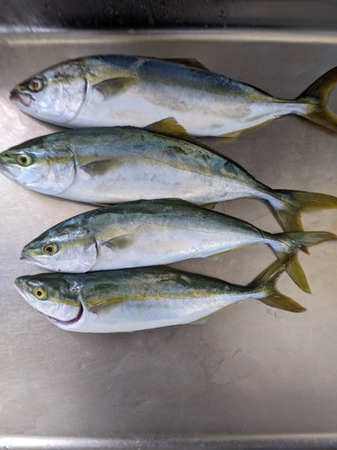 ワカナゴの釣果