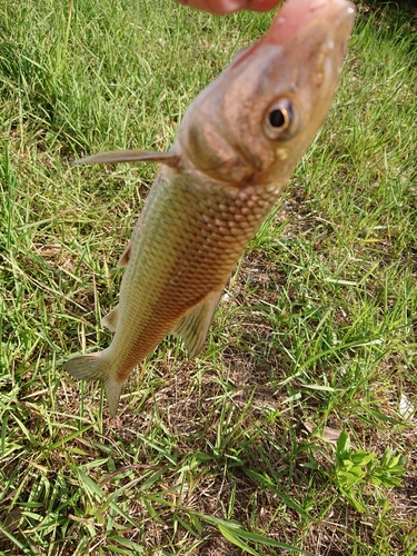 ニゴイの釣果