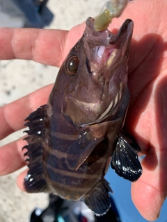 ハタの釣果