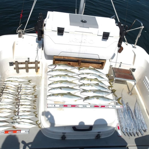 タチウオの釣果