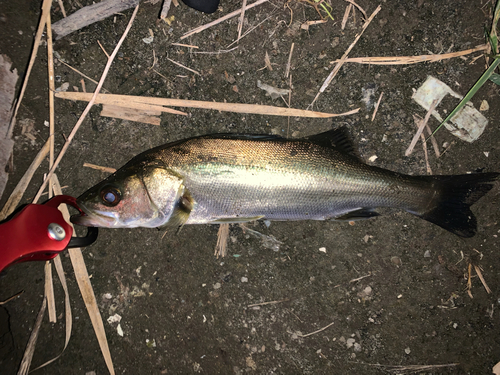 フッコ（マルスズキ）の釣果