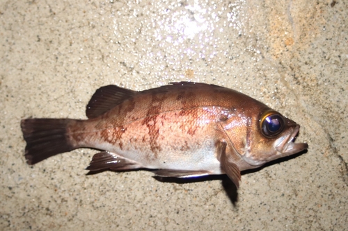 メバルの釣果