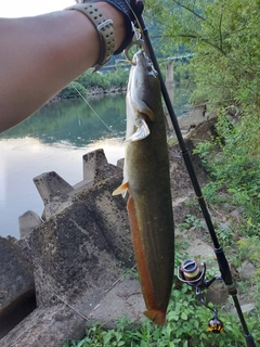 ナマズの釣果