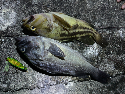 クロソイの釣果