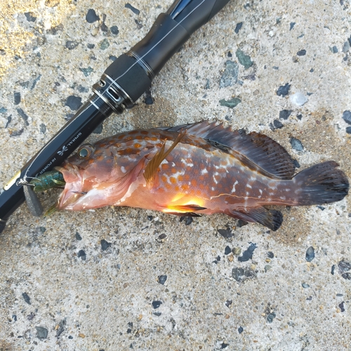 アコウの釣果