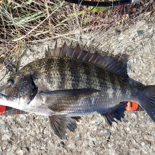 クロダイの釣果