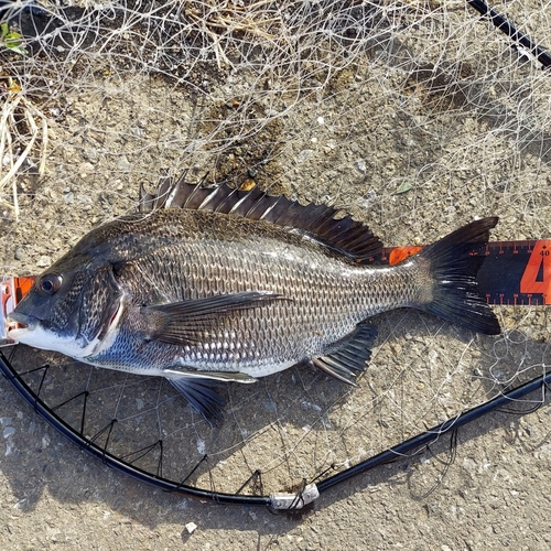 クロダイの釣果