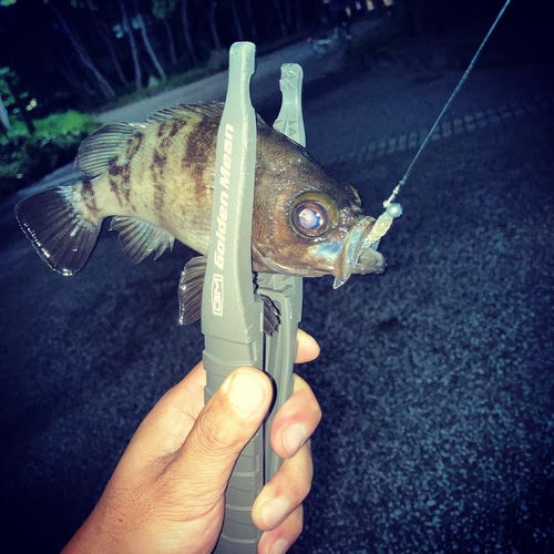 シロメバルの釣果