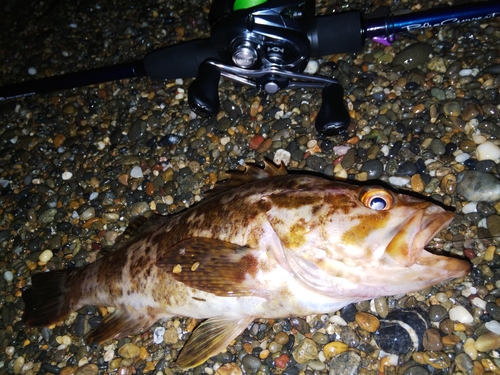 タケノコメバルの釣果