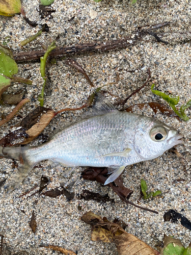 クロサギの釣果