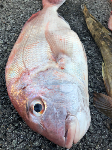 マダイの釣果