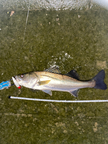 シーバスの釣果