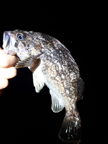 ソイの釣果