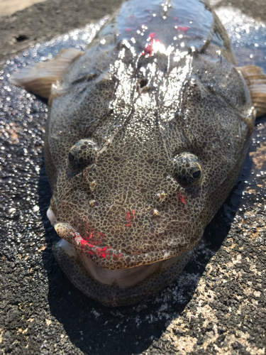 マゴチの釣果