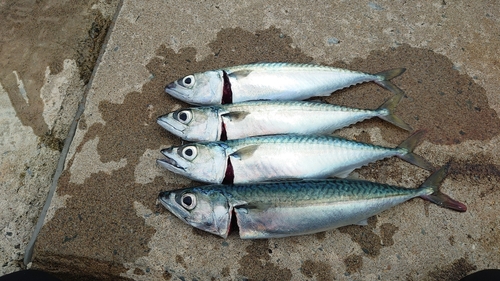 サバの釣果