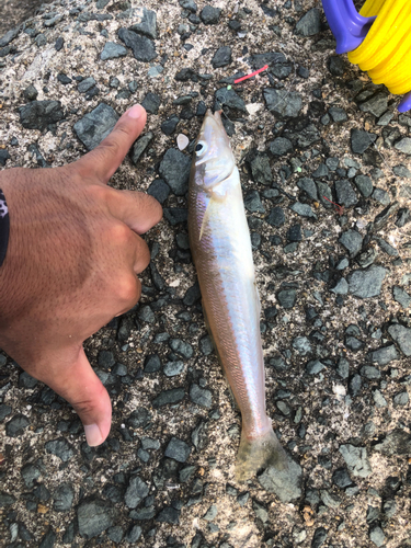 シロギスの釣果