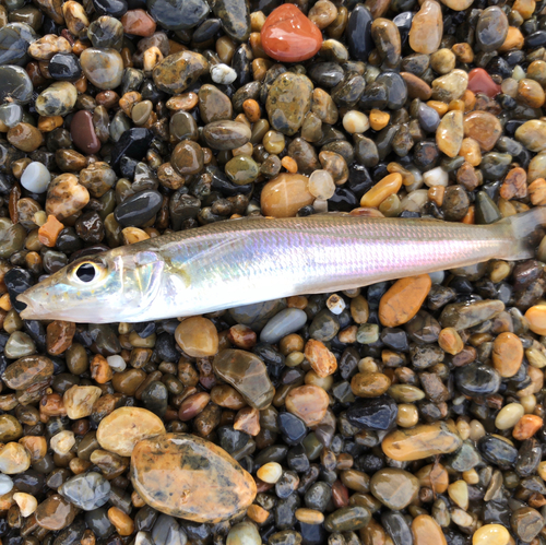 シロギスの釣果