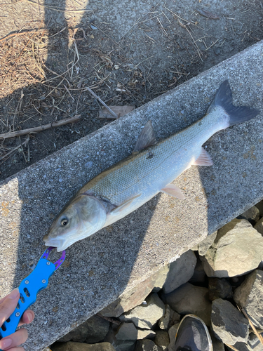 ニゴイの釣果