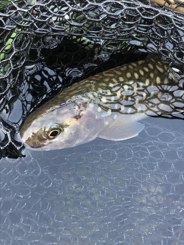 イワナの釣果