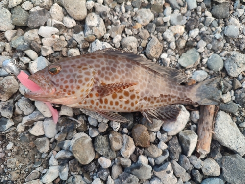 オオモンハタの釣果