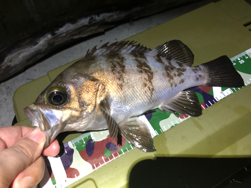 シロメバルの釣果