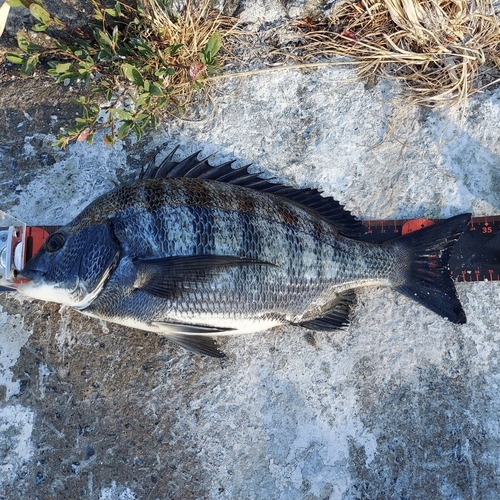 クロダイの釣果