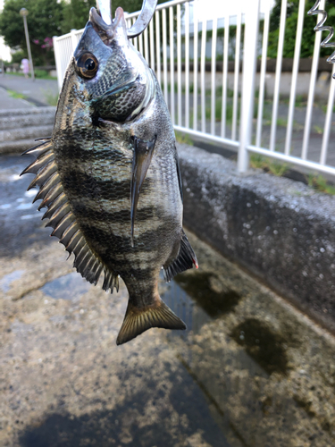 チンチンの釣果