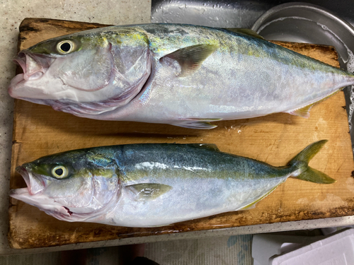 ハマチの釣果