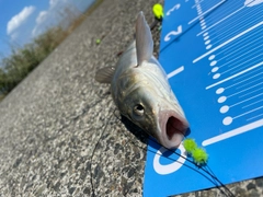 ウグイの釣果