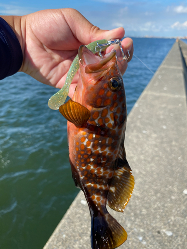 キジハタの釣果