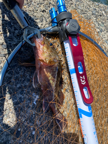 カサゴの釣果