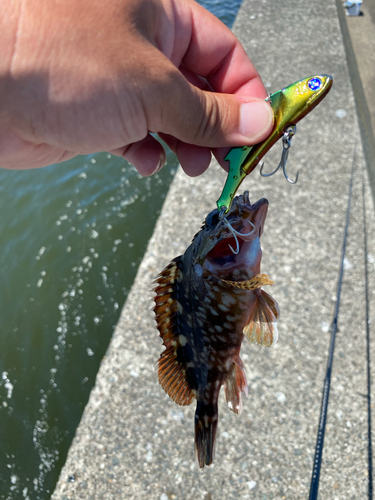 カサゴの釣果