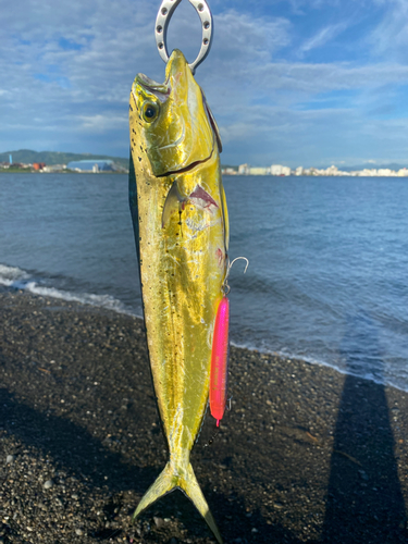 シイラの釣果