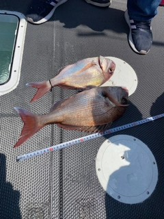 マダイの釣果