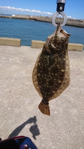 ソゲの釣果