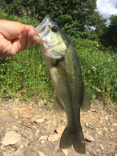 ラージマウスバスの釣果