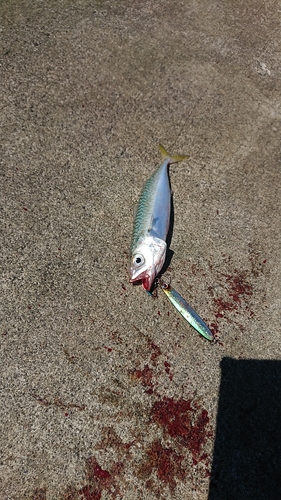 サバの釣果